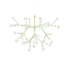 Heracleum III