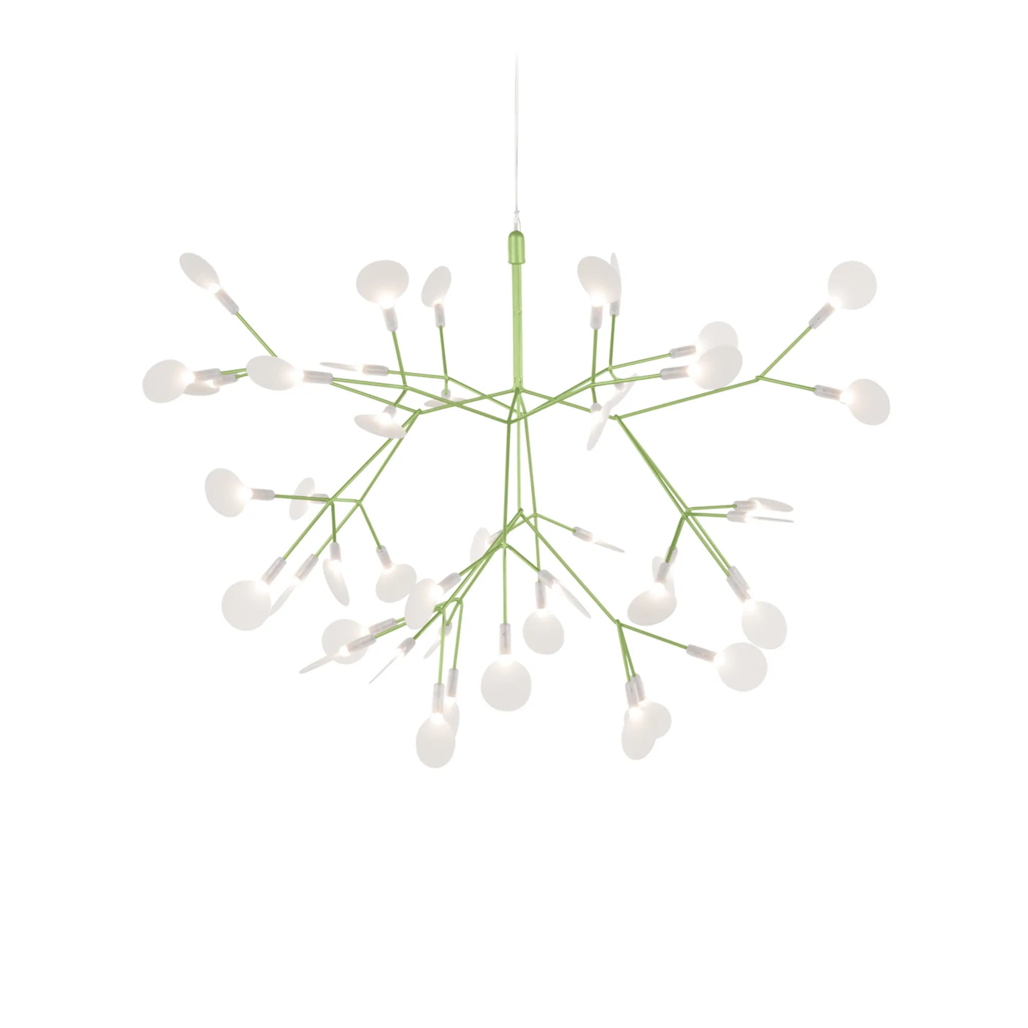 Heracleum III