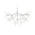 Heracleum III