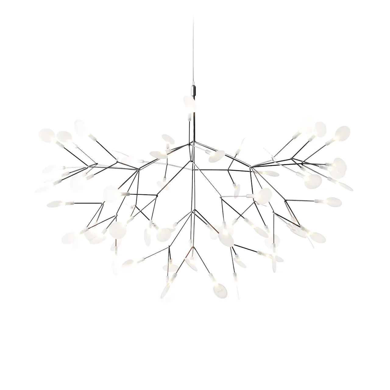 Heracleum III