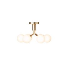 Apiales 6 ceiling